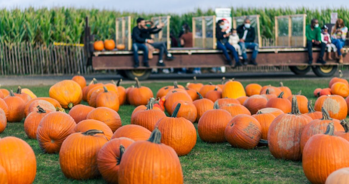 Exploring the Best Pumpkin Patch Near Me