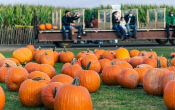 Pumpkin Patch Near Me